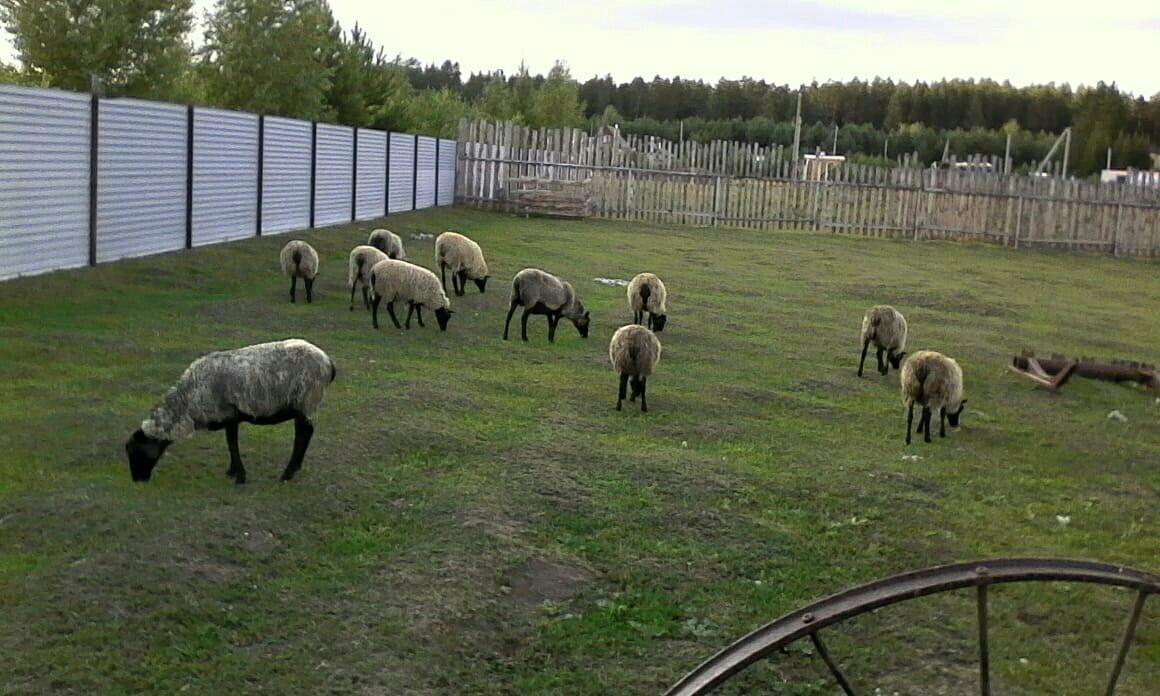 Бараны, овцы - фотография № 7