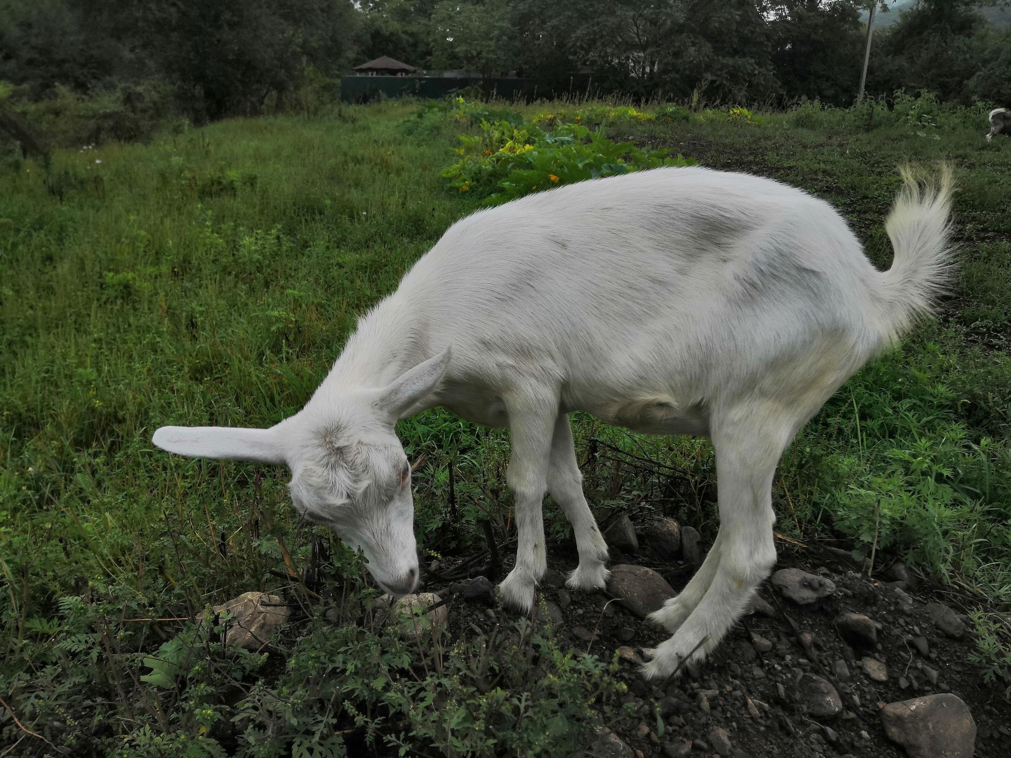 Продам 1 козу и 1 козла - фотография № 2