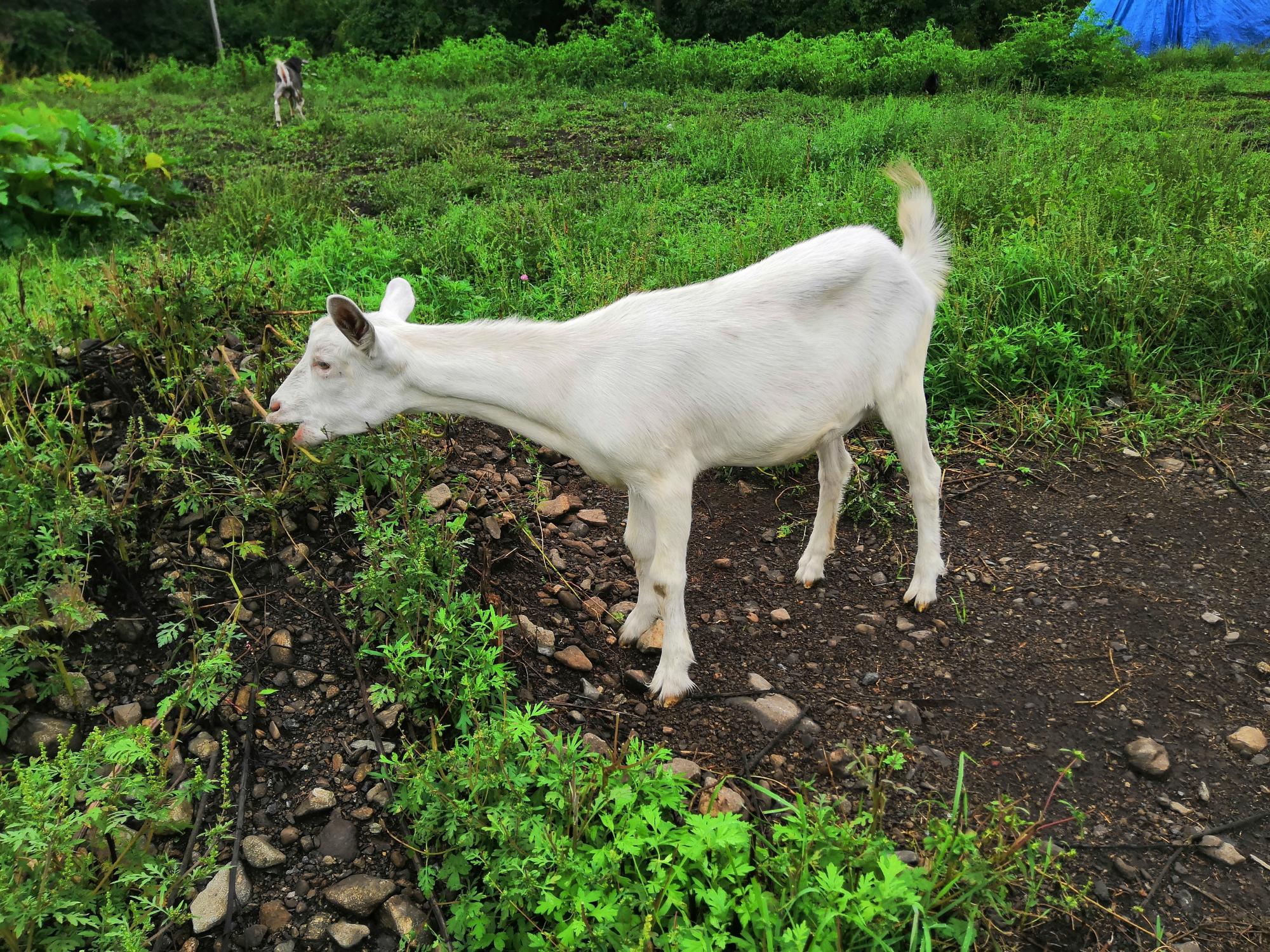 Продам 1 козу и 1 козла - фотография № 4