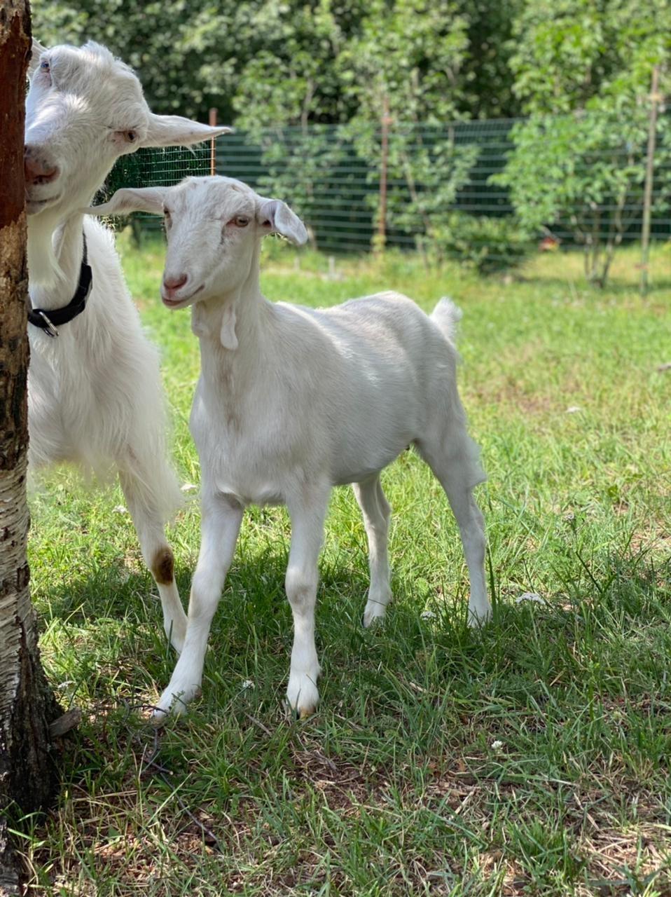 Молодая коза - фотография № 1