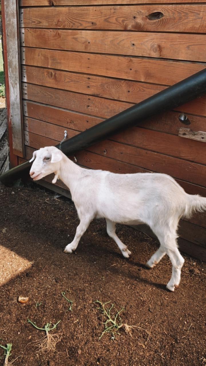 Молодая коза - фотография № 2