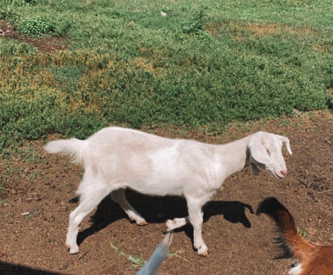 Молодая коза - фотография № 3