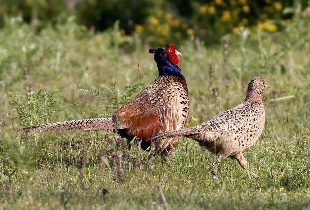 Румынский фазан с самкой