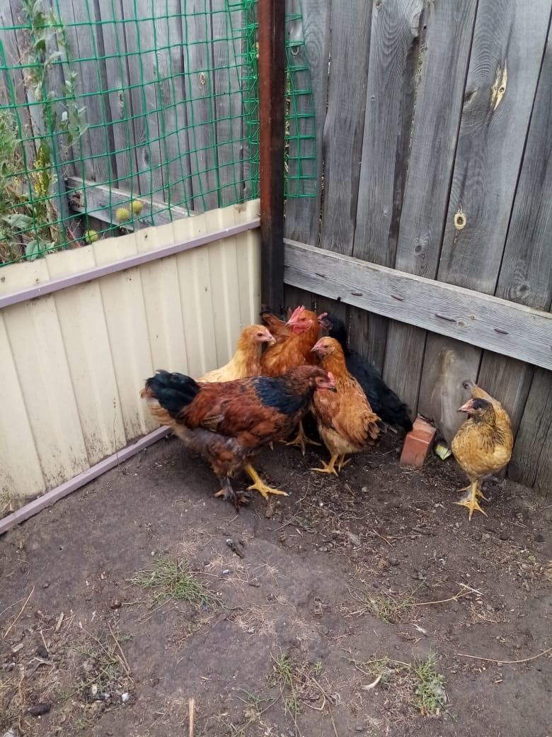 3 курицы и 3 петушка - фотография № 1