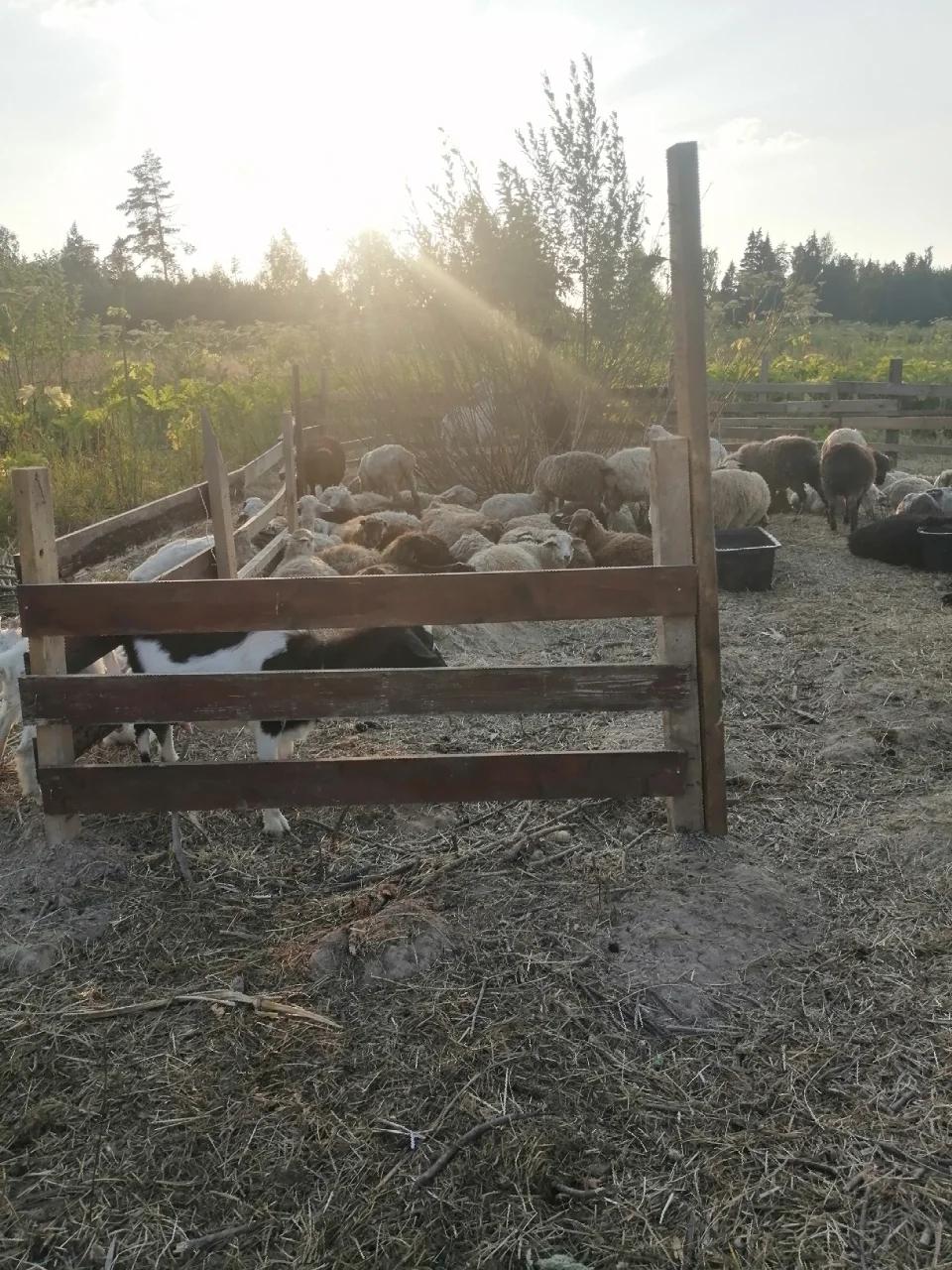 Бараны, овцы, Козы - фотография № 2