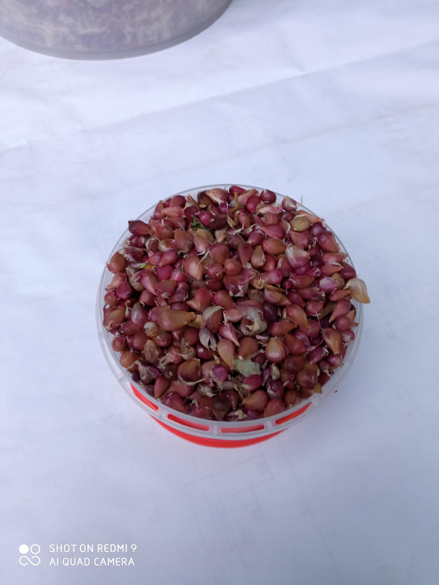 Семена чеснока, бульбочки - фотография № 2