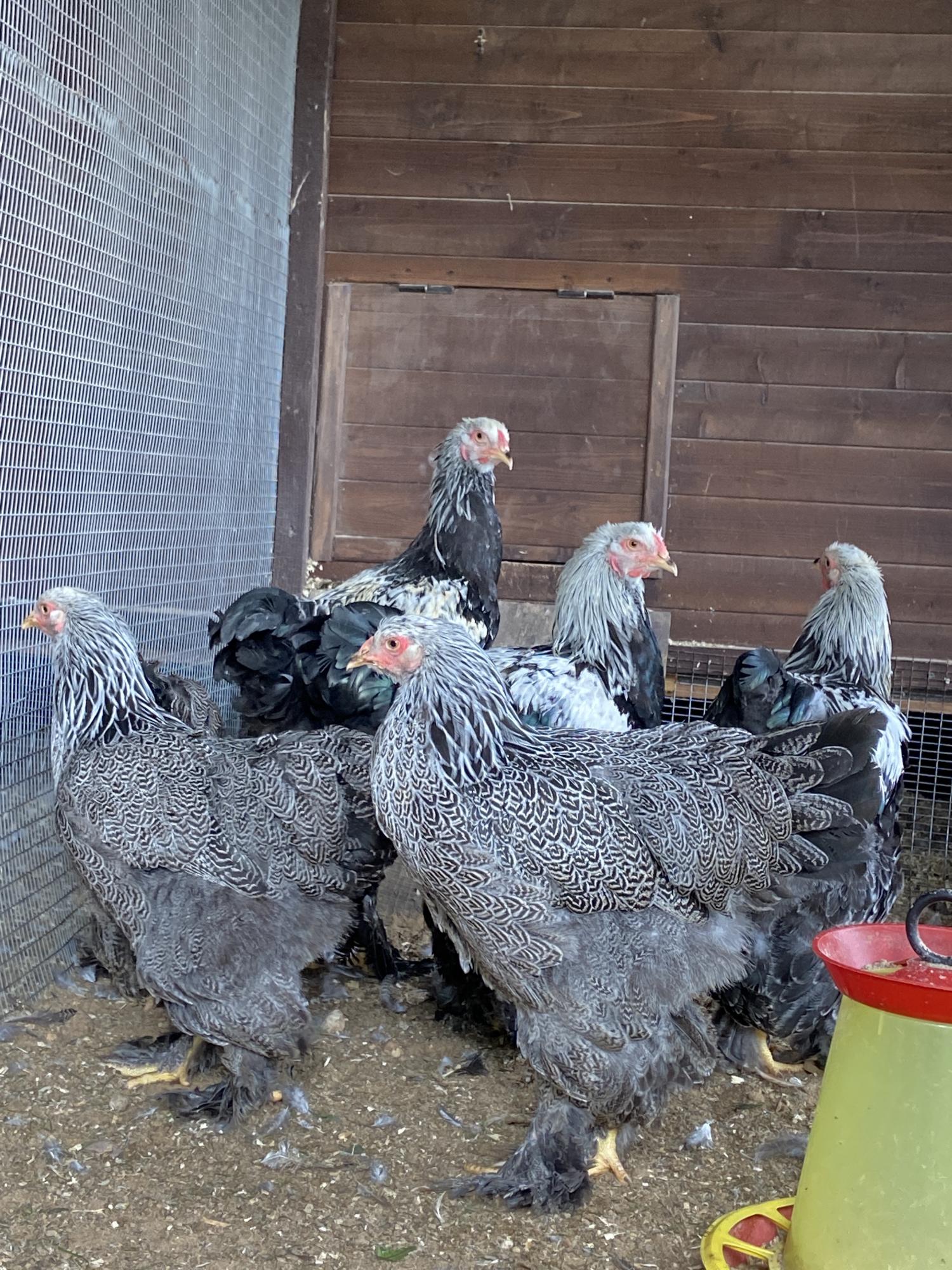 Silver Blue Partridge Brahma  Куры на даче, Экзотические птицы, Домашние  птицы