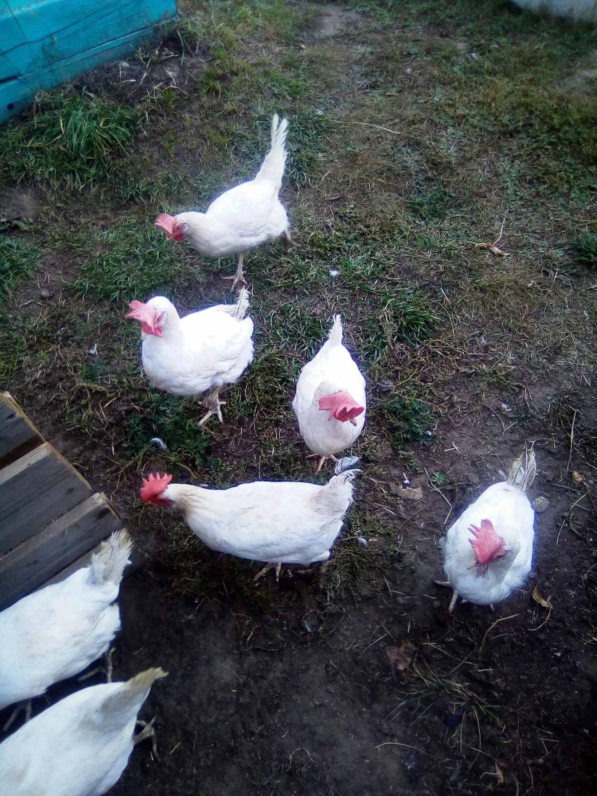 Мичуринские курицы. Домашние куры купить Улан Удэ. Купить кур в улан