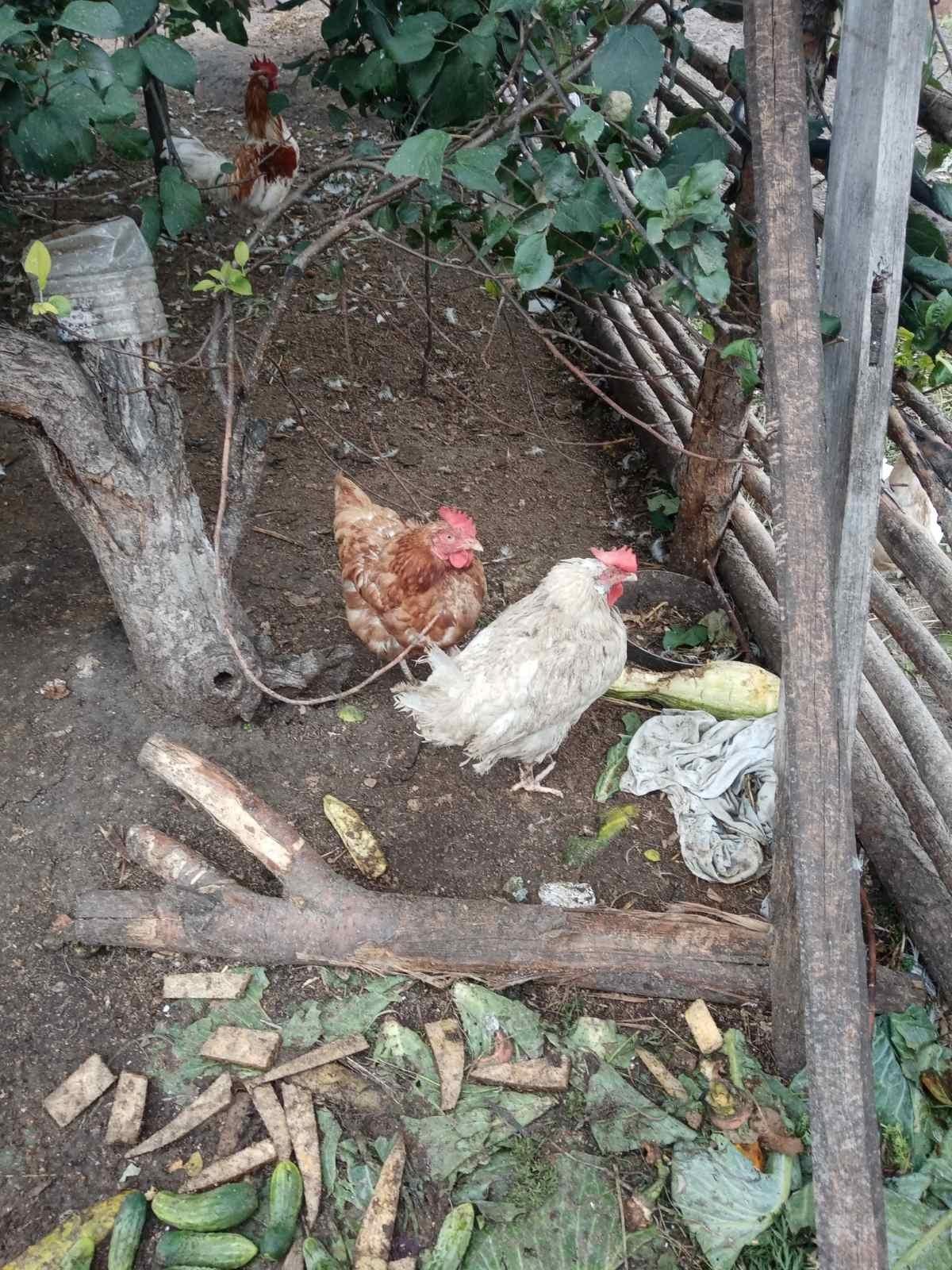 Курица несушка - фотография № 1