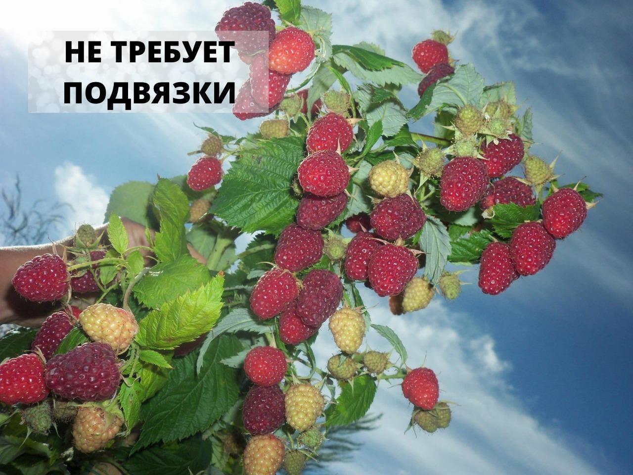 Купить Малиновое Дерево Фото