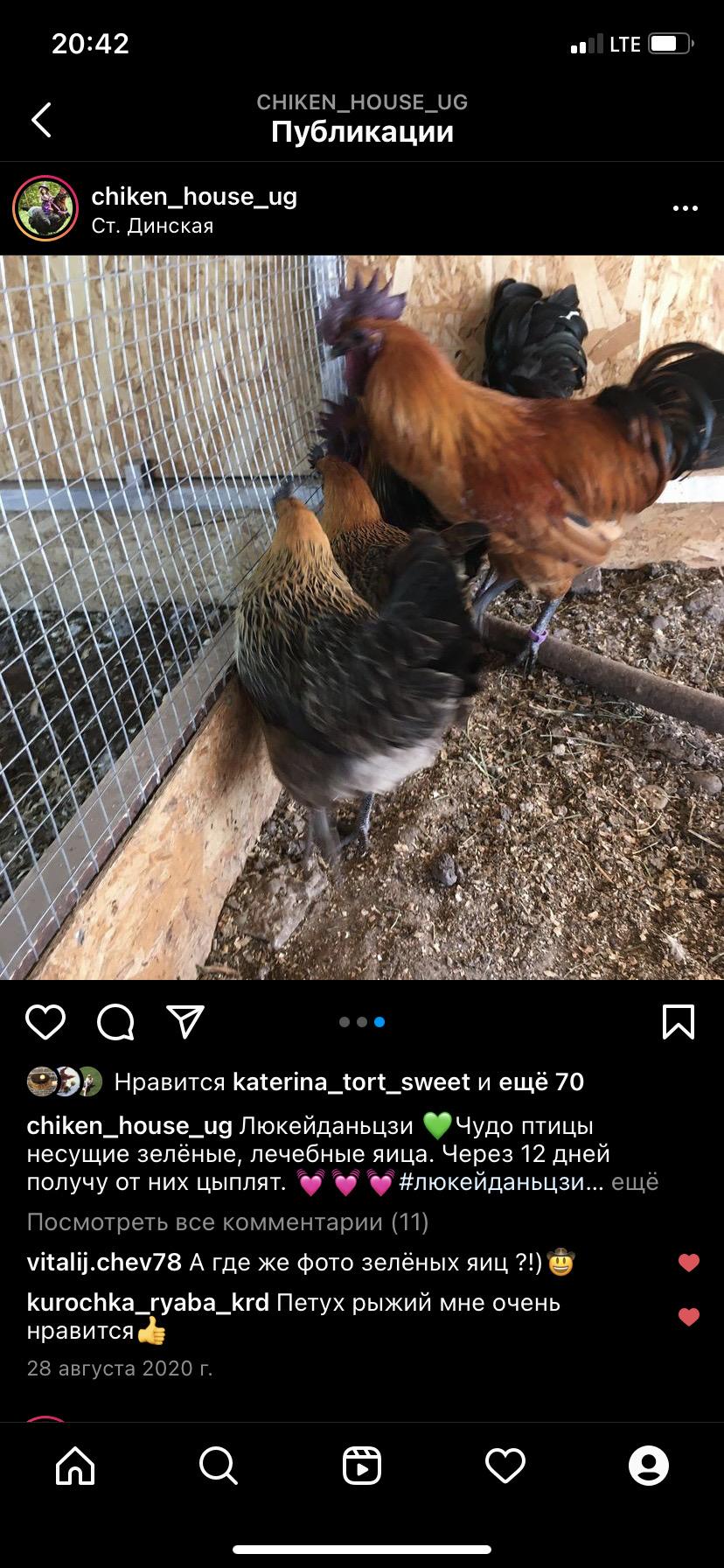 Цыплята люкейданьзи - фотография № 5