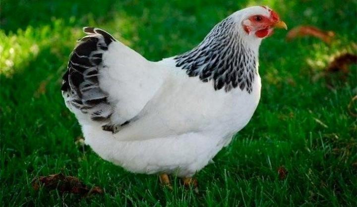 цыплята адлерская серебристая - фотография № 1