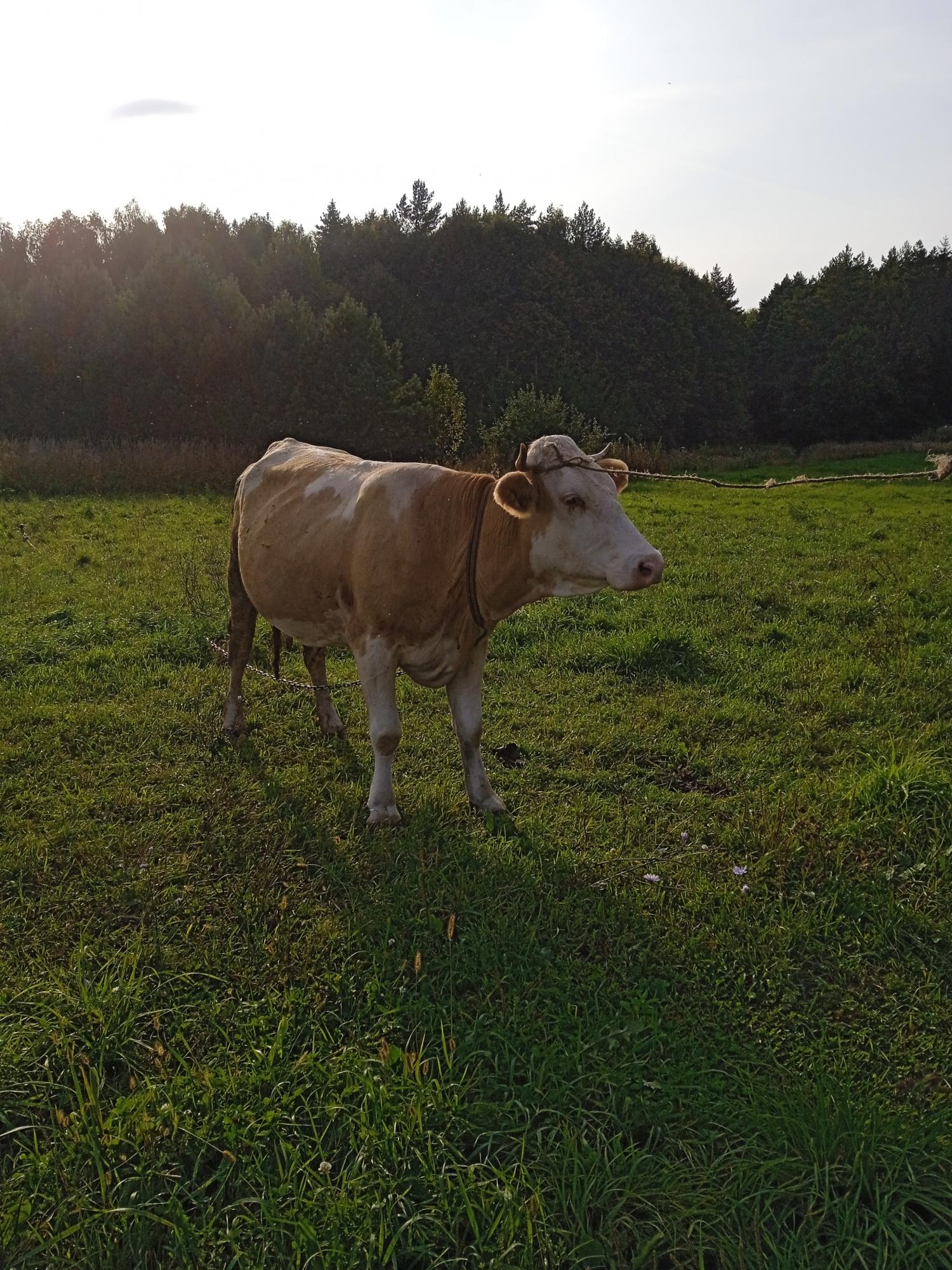 Продам корову - фотография № 2