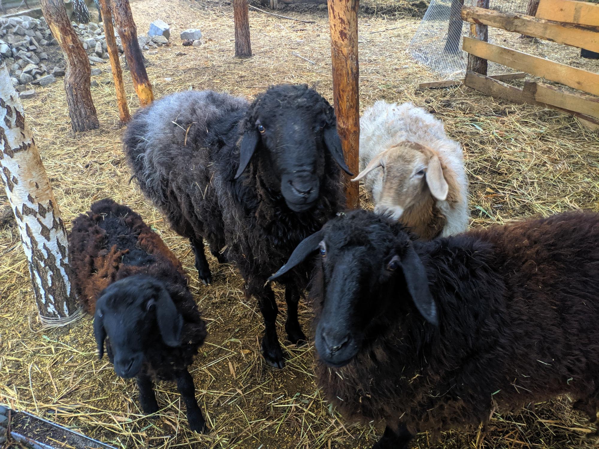 Продам курдючных баранов, овец - фотография № 1