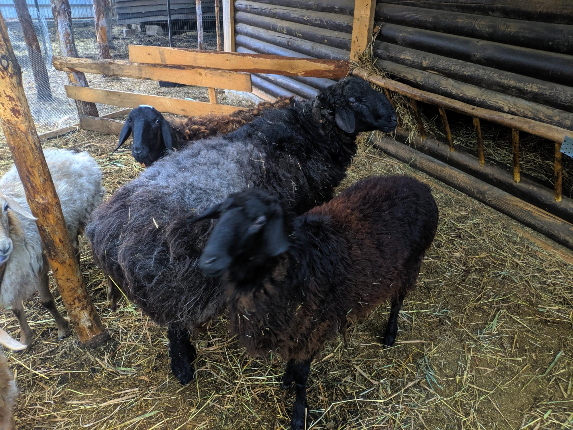 Продам курдючных баранов, овец - фотография № 2