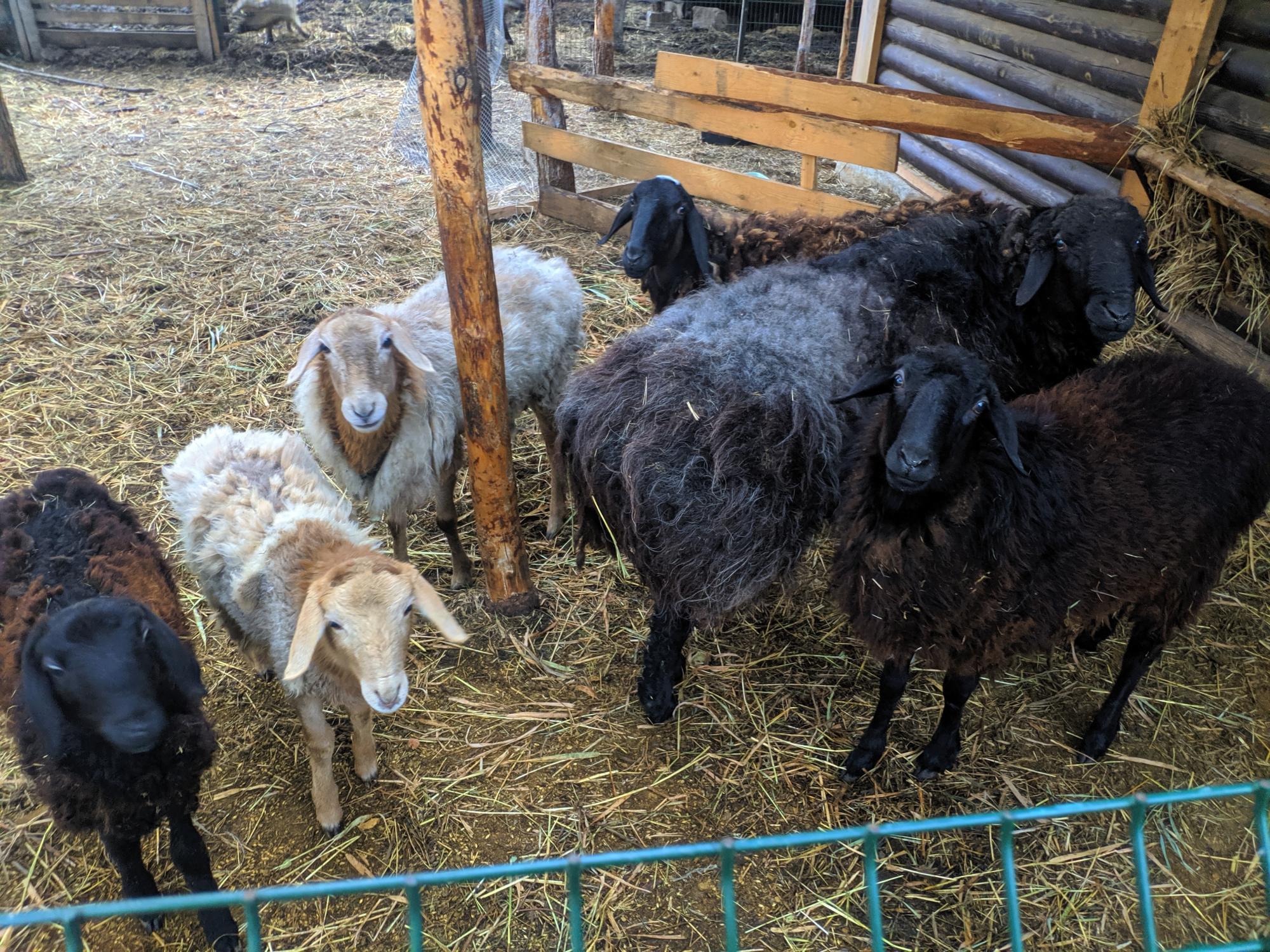 Продам курдючных баранов, овец - фотография № 3