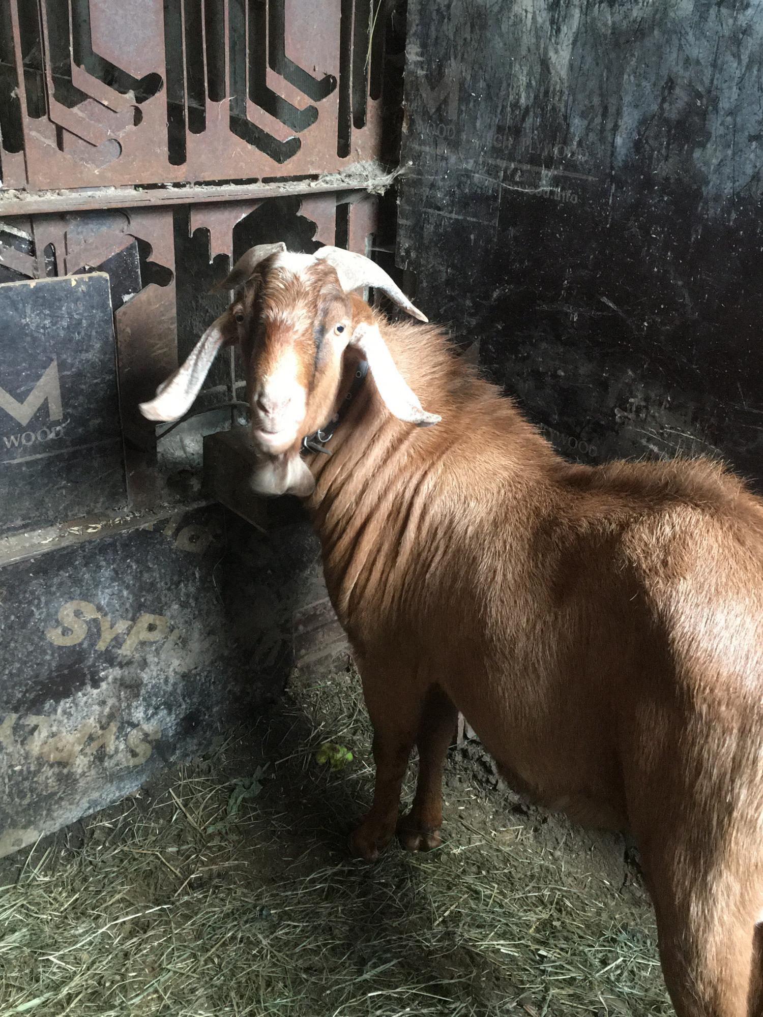 Дойная коза,нубийский козел - фотография № 8