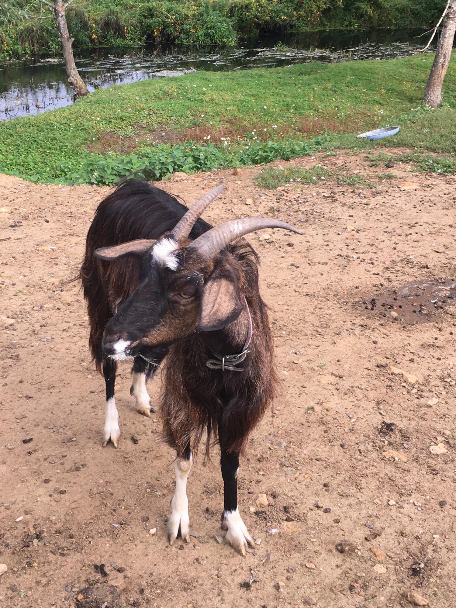 Дойная коза,нубийский козел - фотография № 5