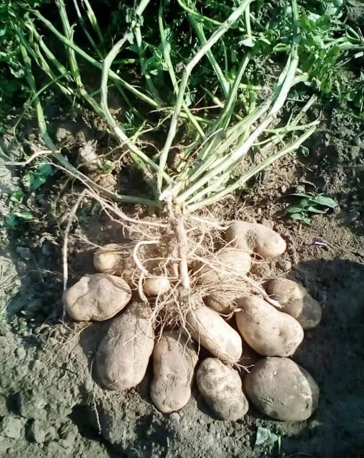 СЫНОК Семенной картофель - фотография № 2