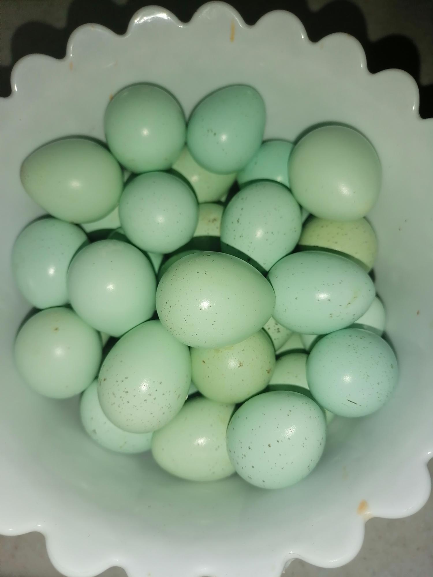 Инкубационное яйцо селадон