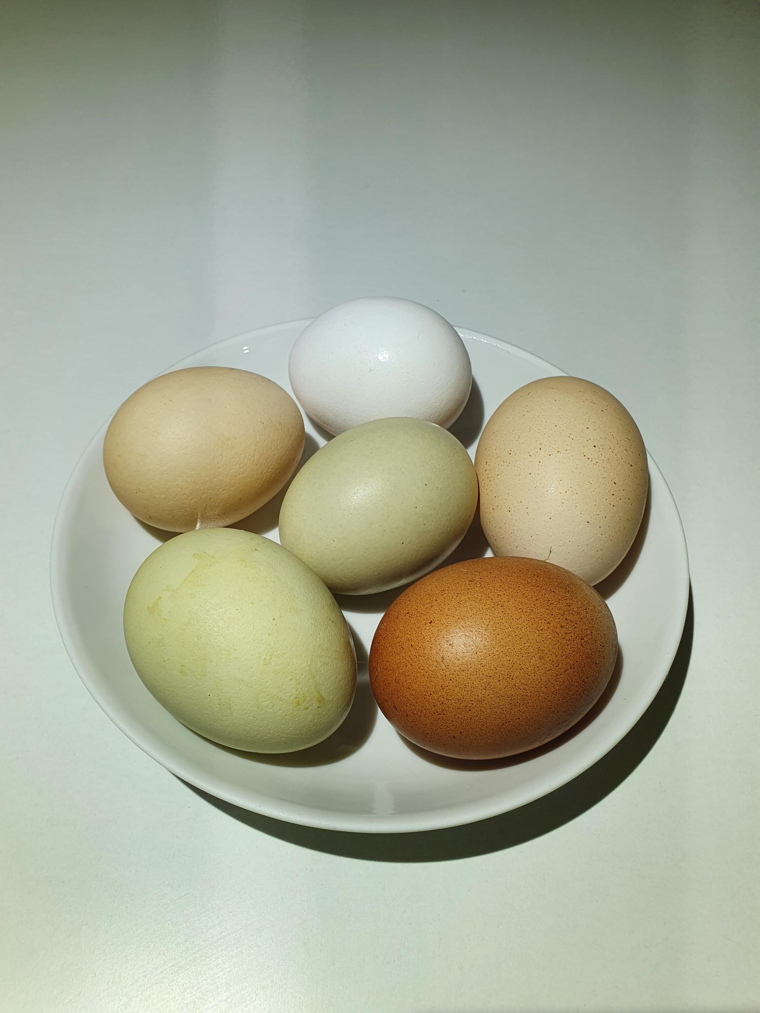 Куриное яйцо домашнее