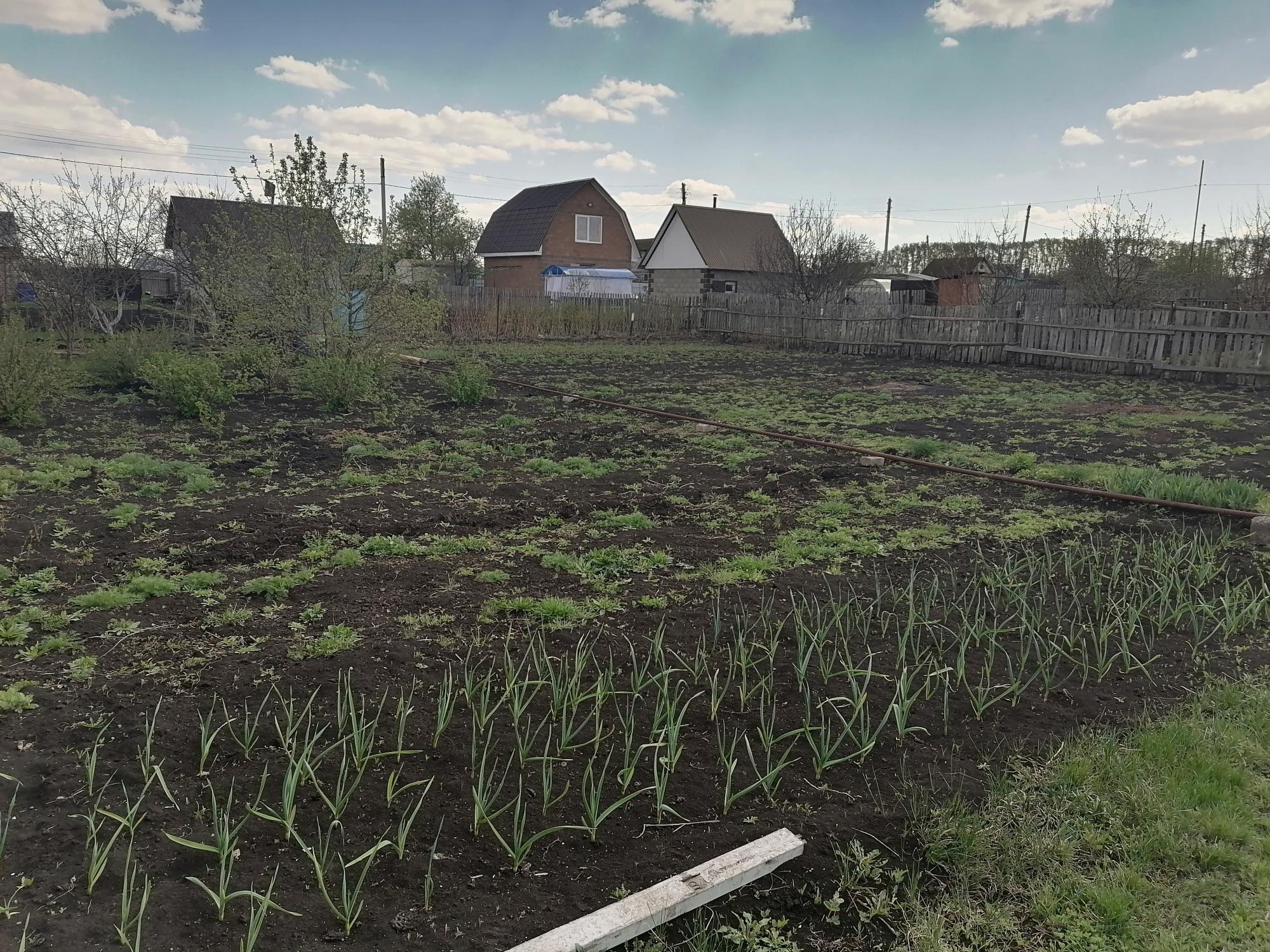 Бурводстрой Ишимбай сад. Бурводстрой Ишимбай садовое.