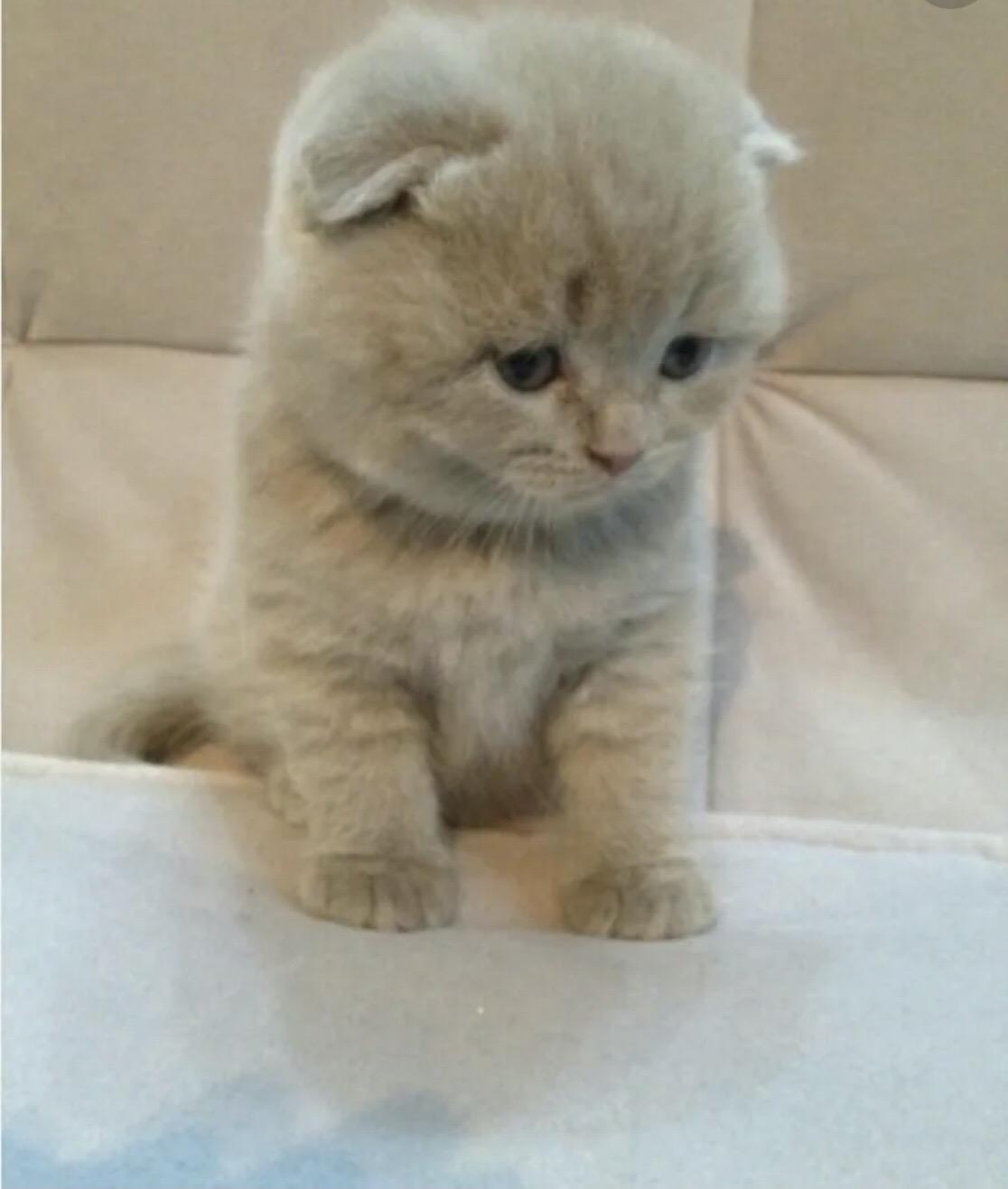 Скоттиш фолд лиловый котенок