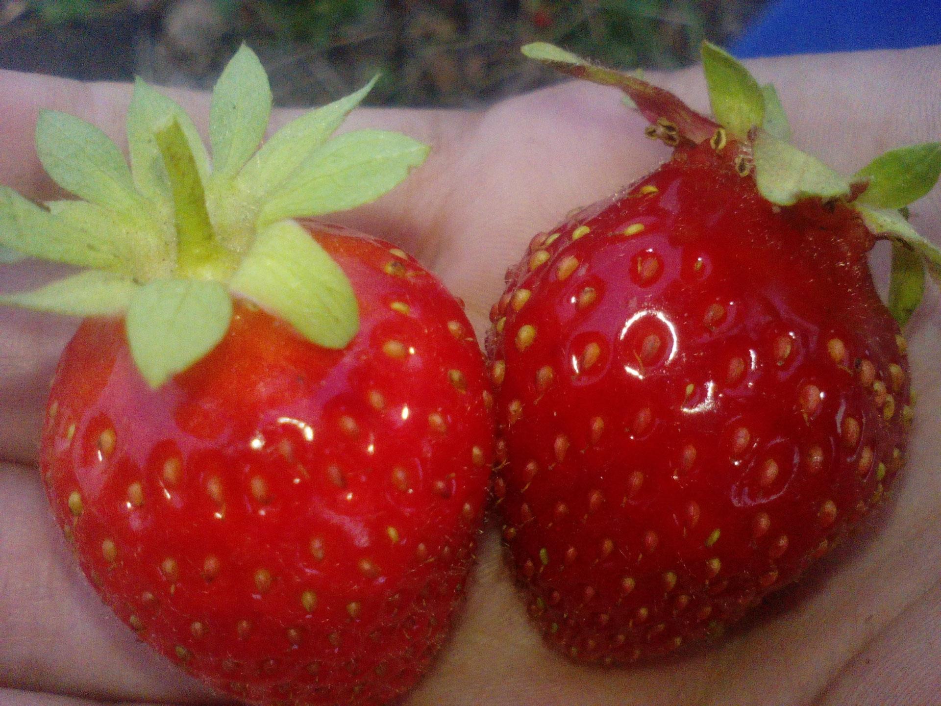 Сорт клубники арома шоколад. Клубника гигант джорнея. Самый лучший сорт земляники. Клубника ремонтантная дивная. Сорт клубники чамора туруси.