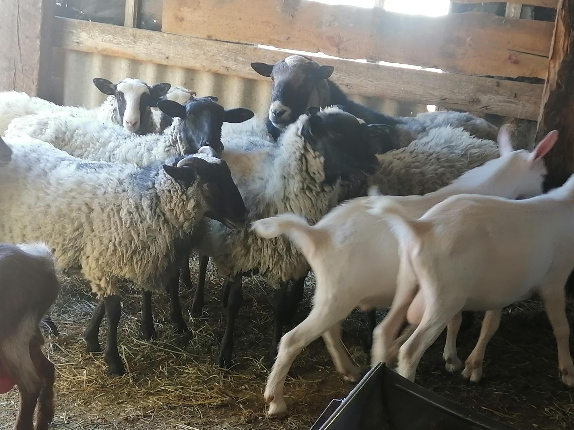 Овцы и козлы. - фотография № 2