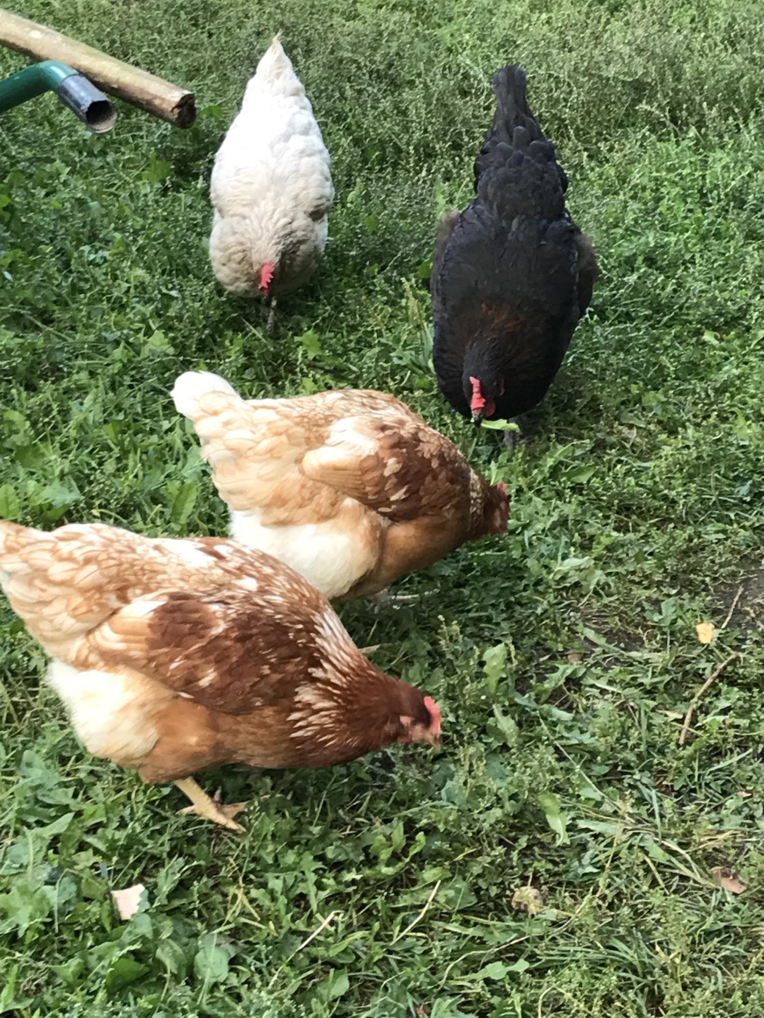 Суточные цыплята ломан браун. Ломан Браун куры и красная Кубанская.