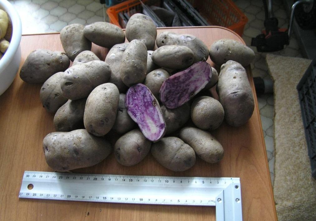 Картофель семенной фиолетовый Vitelotte, 2кг - фотография № 1