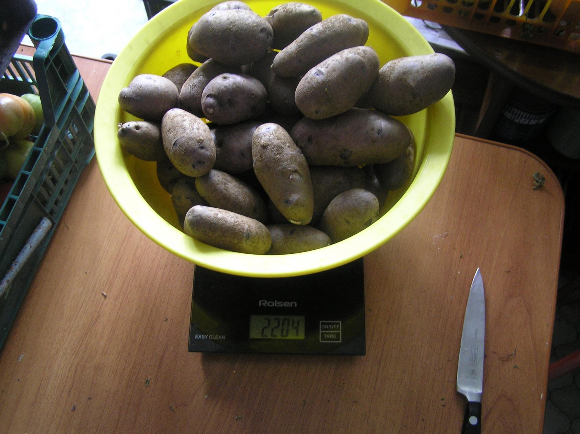 Картофель семенной фиолетовый Vitelotte, 2кг - фотография № 2