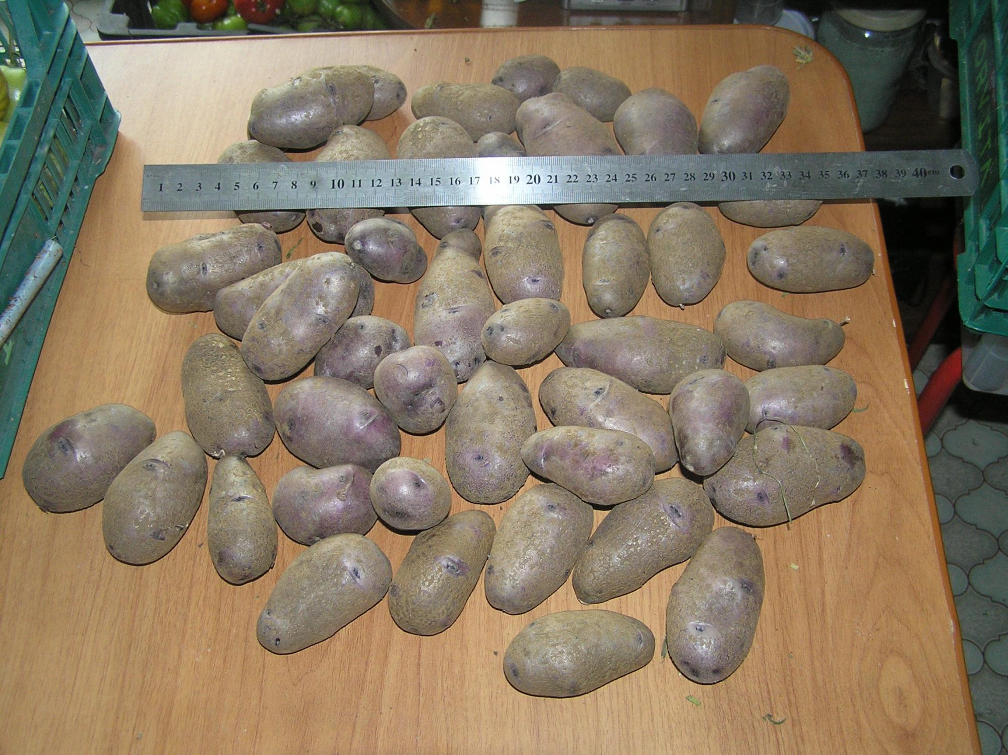 Картофель семенной фиолетовый Vitelotte, 2кг - фотография № 3