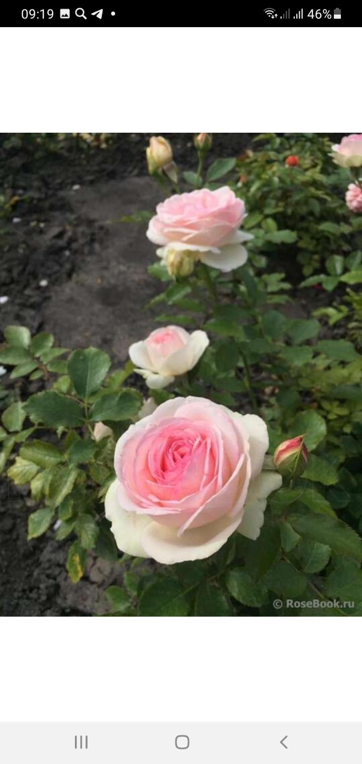 Роза мини Пьер де Ронсар