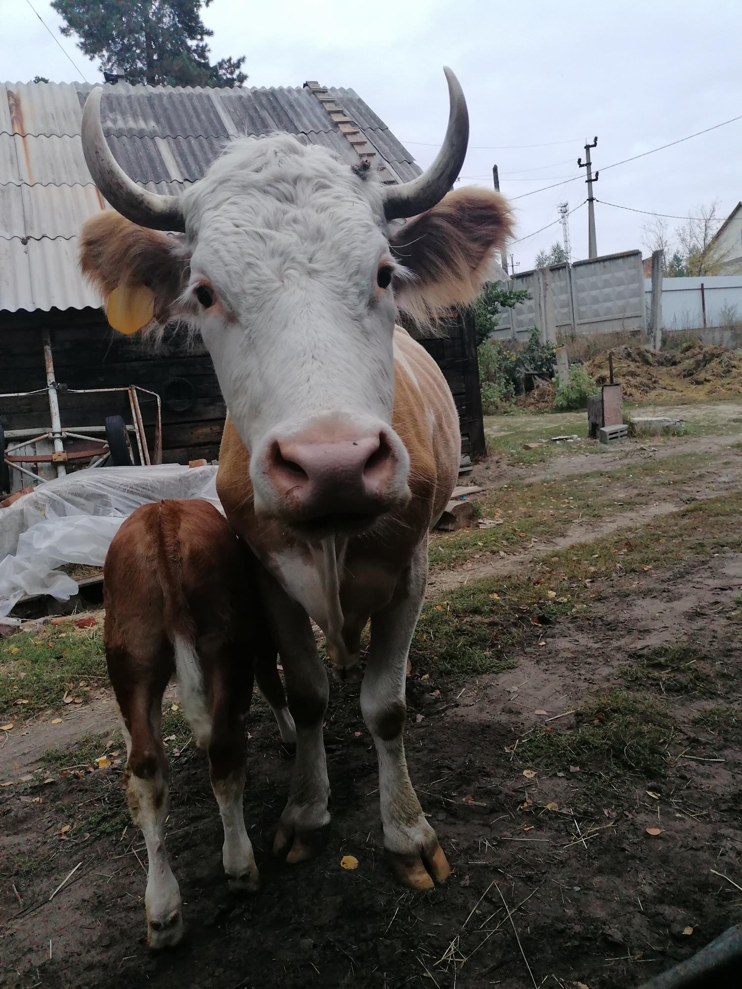 Симментальская корова с бычком - фотография № 1