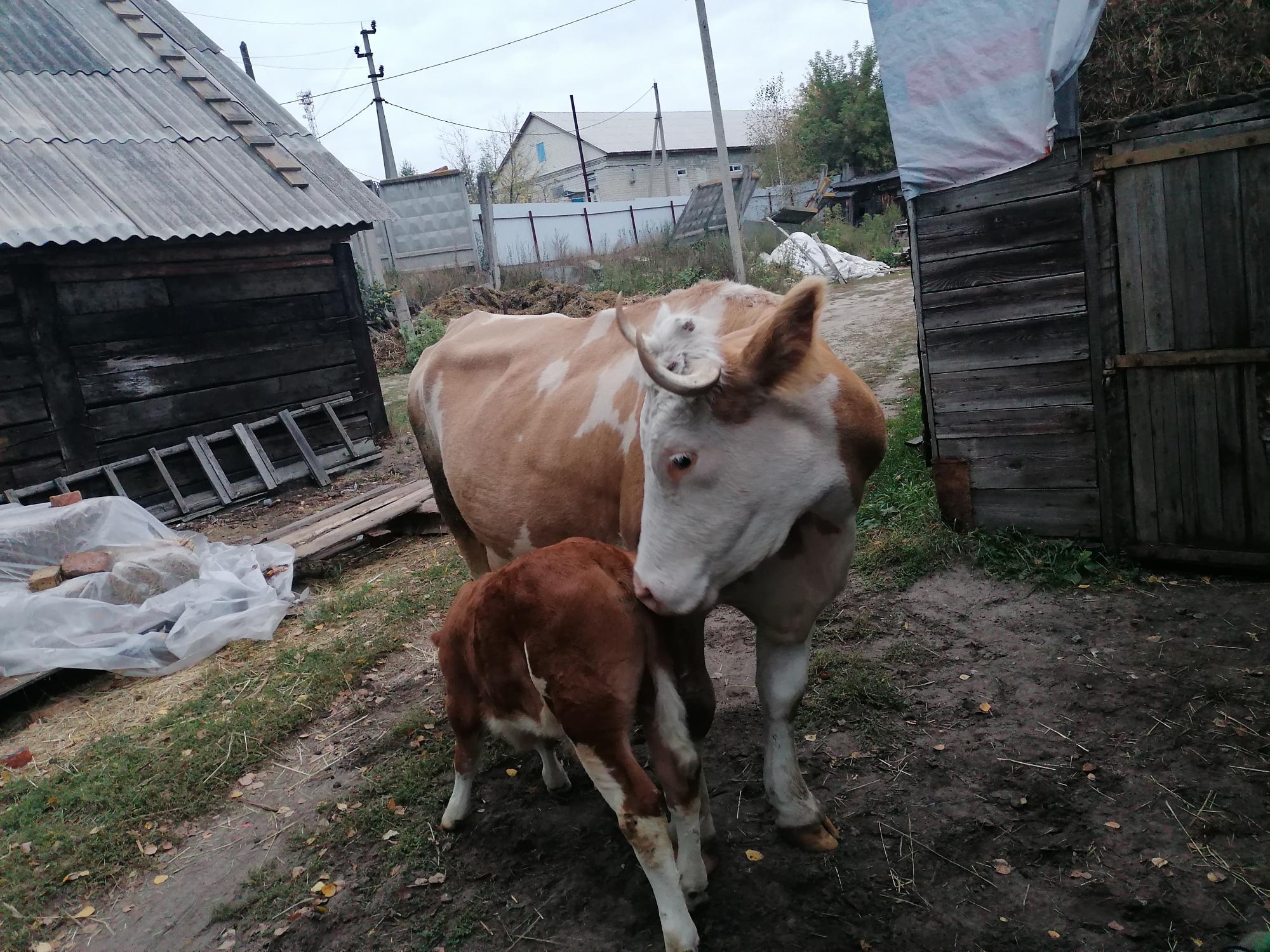 Симментальская корова с бычком - фотография № 7