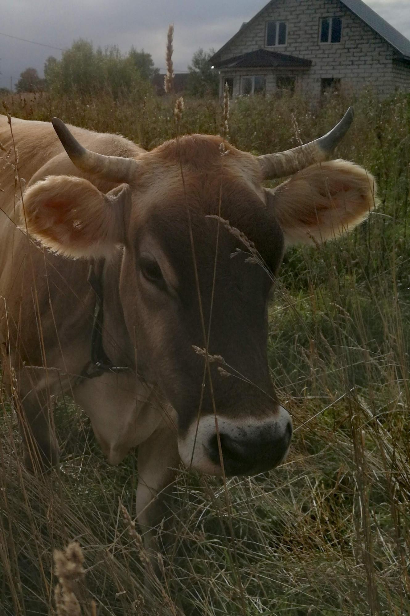 Корова - фотография № 1
