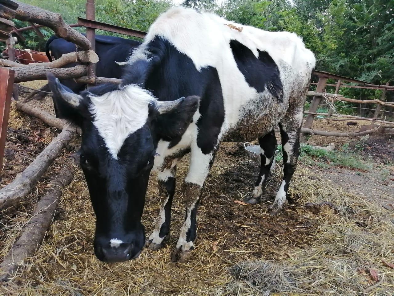 Корова,стальные телки и телочка - фотография № 5