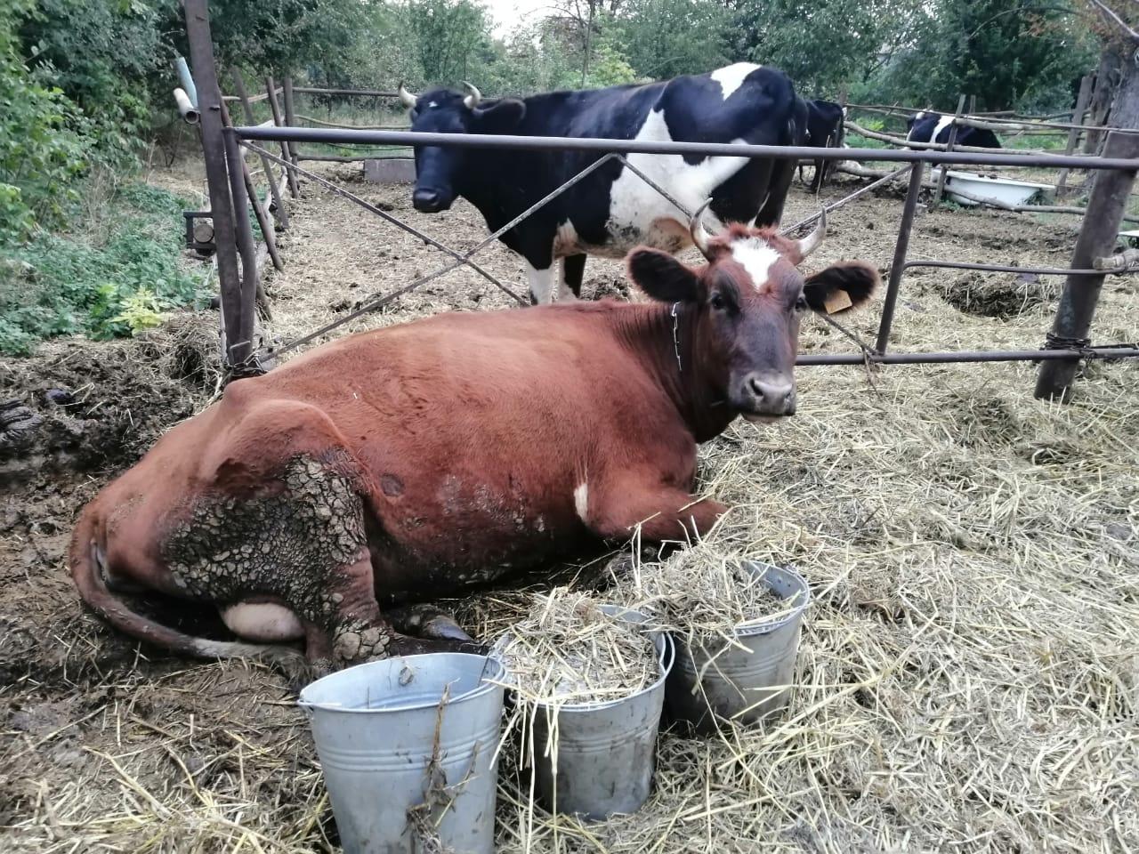 Корова,стальные телки и телочка - фотография № 8