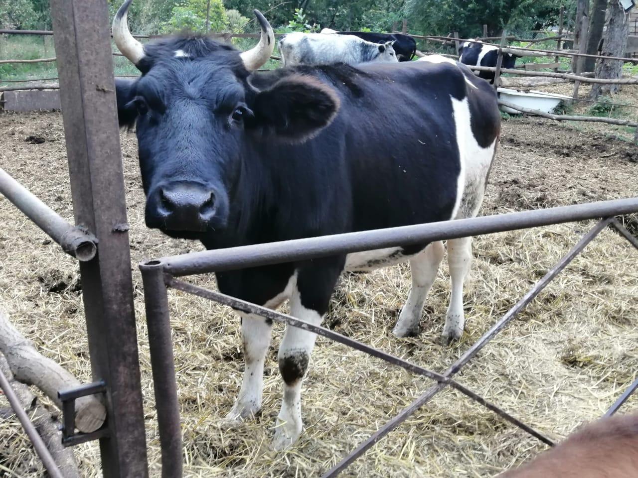 Корова,стальные телки и телочка - фотография № 10
