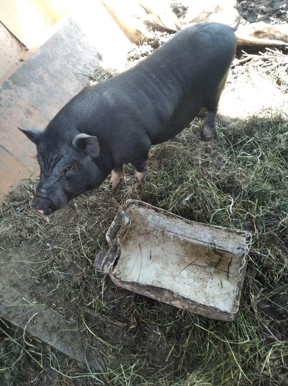 продаются вьетнамские свиньи - фотография № 4