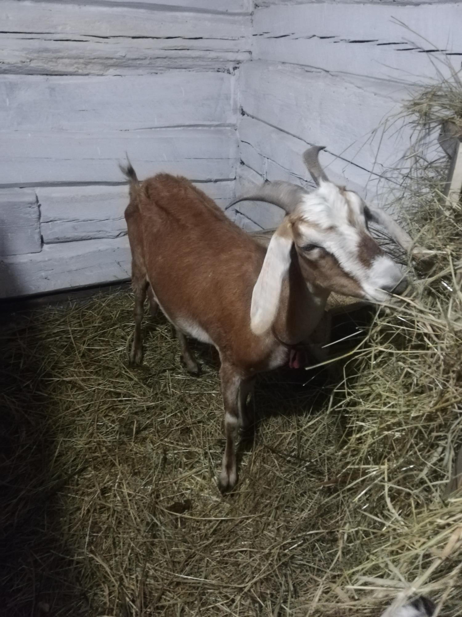Нубийская коза - фотография № 2