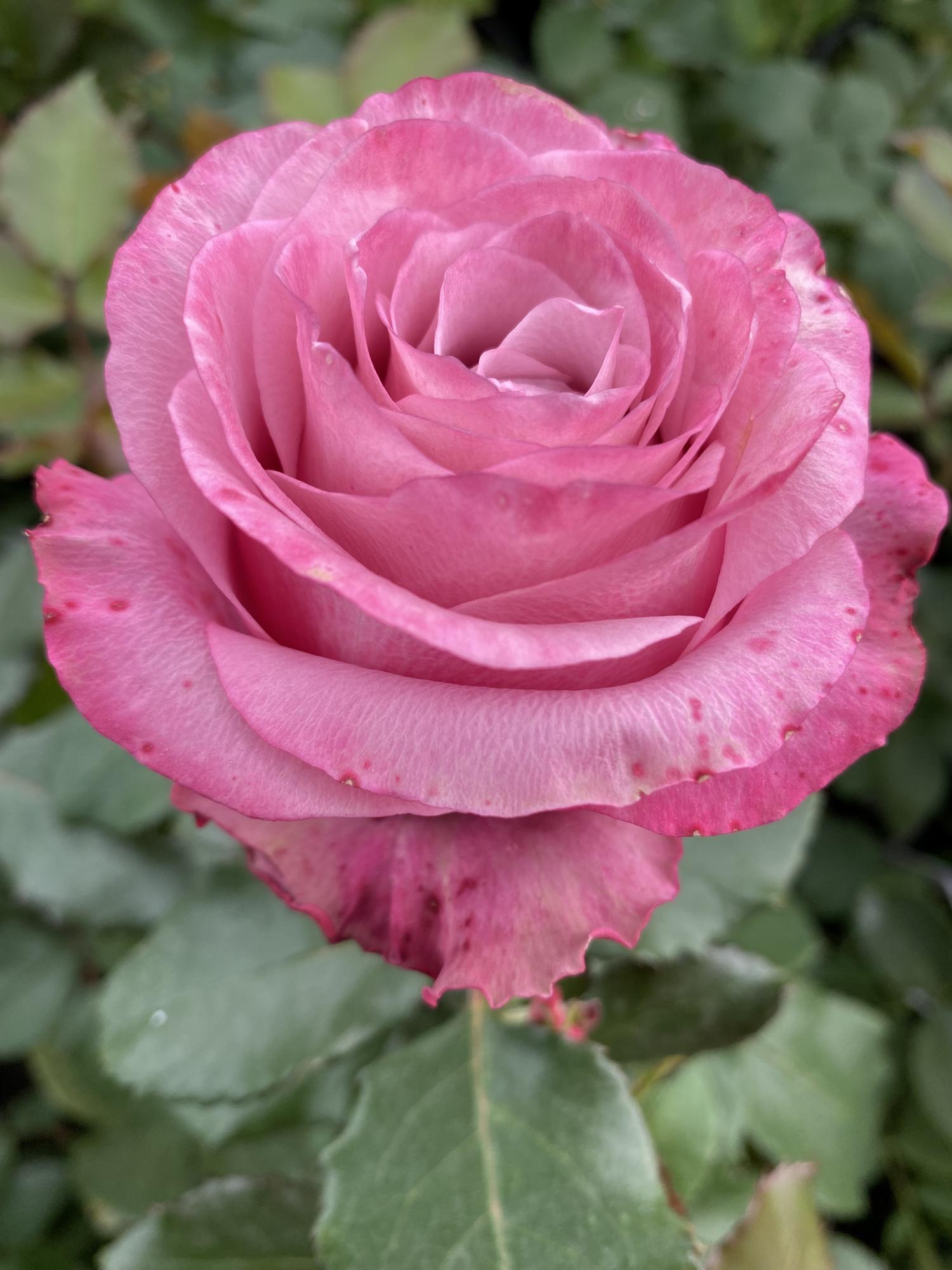 Розе розе сайт отзывы