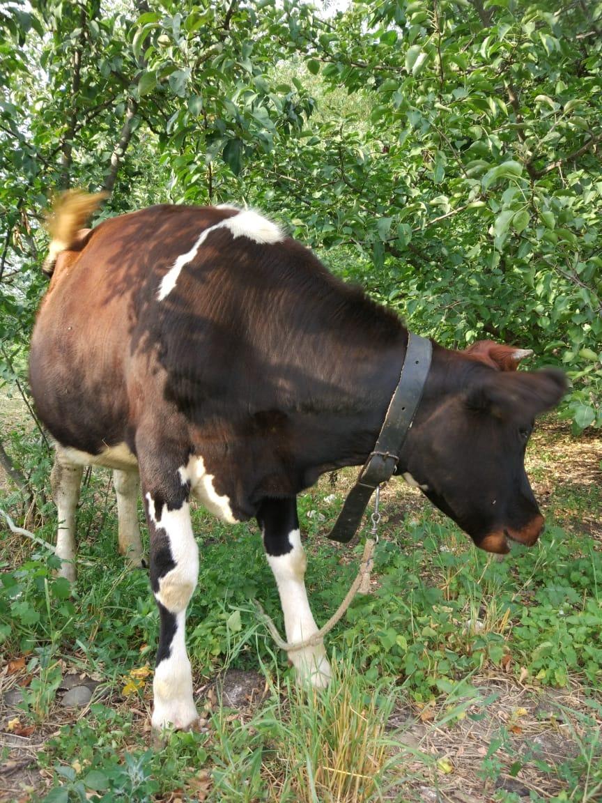 телки от молочных коров - фотография № 4