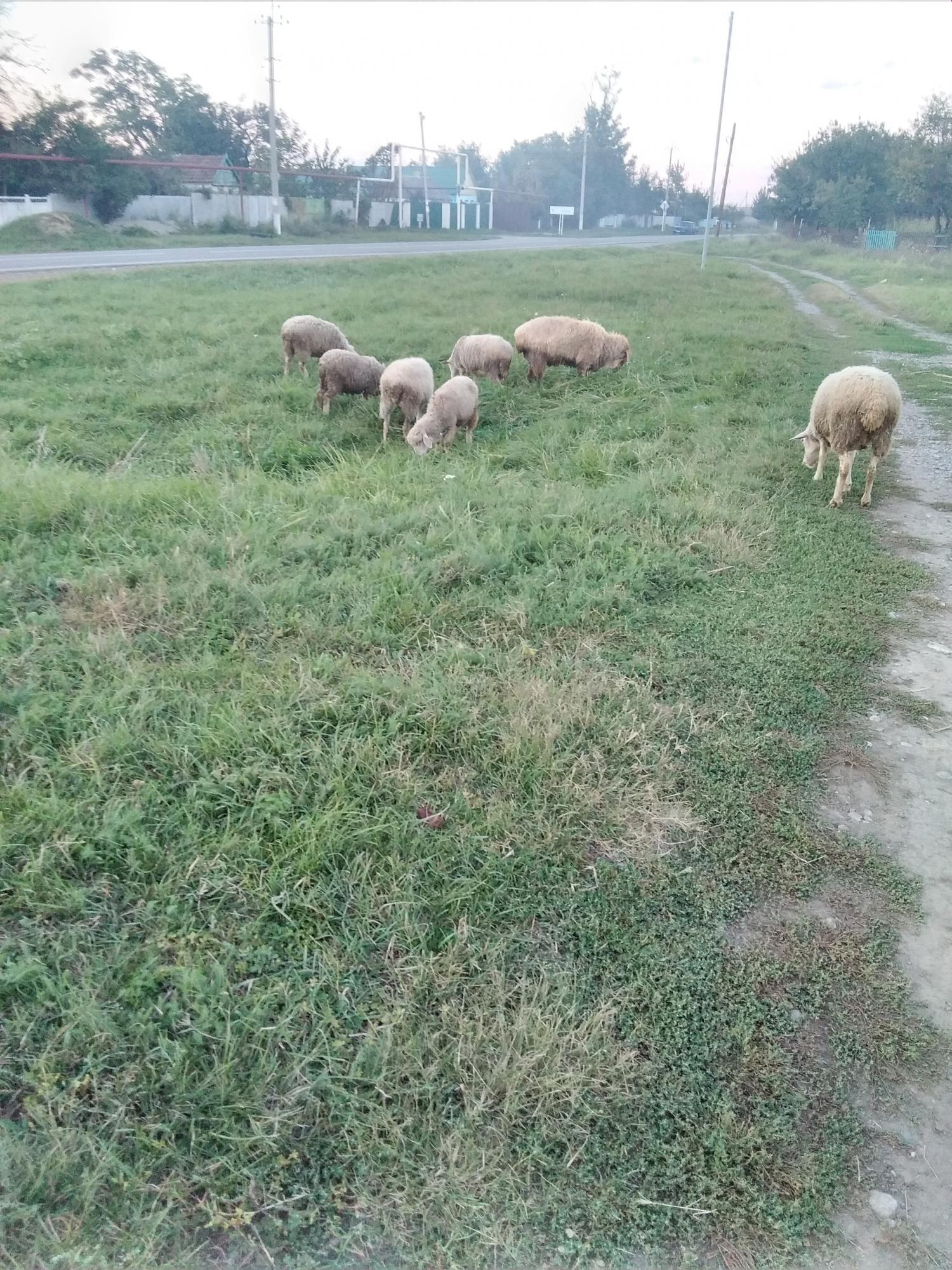 Овцы, барашки - фотография № 5