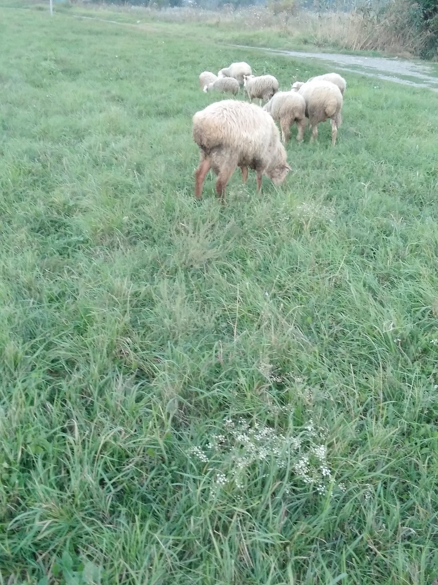 Овцы, барашки - фотография № 7