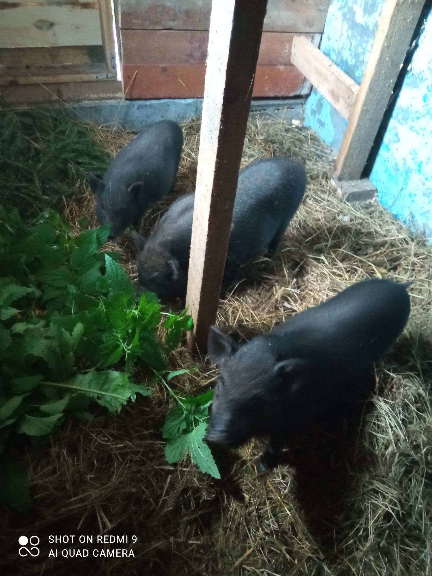 Вьетнамская вислобрюхая свинья поросята семья - фотография № 1