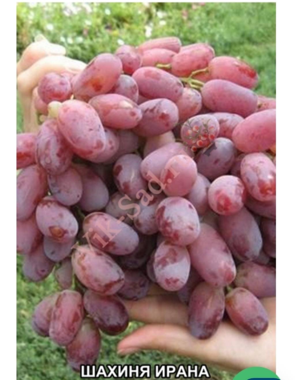 Виноград шахиня ирана фото и описание