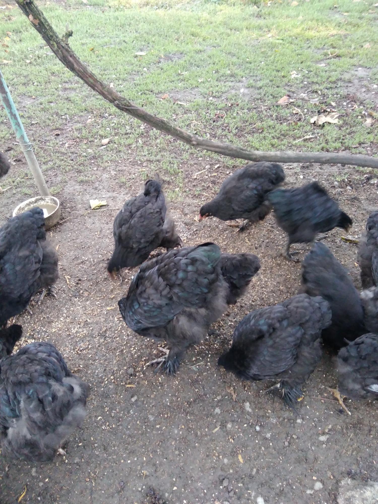 Подросшие цыплята(4 мес) - фотография № 2