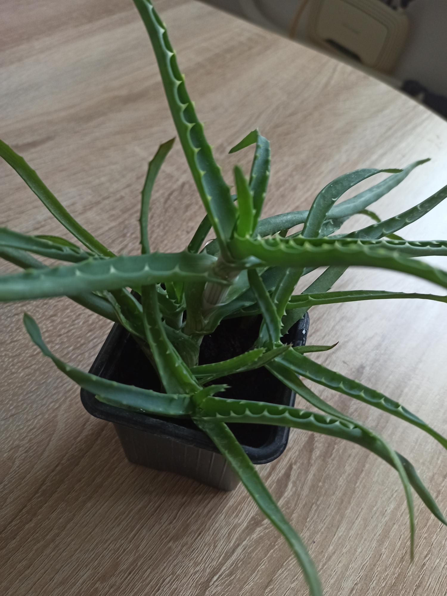 королевский матовый алоэ. алоэ мылистое. цветок алоэ столетник. кактус агава алоэ. алоэ 6.